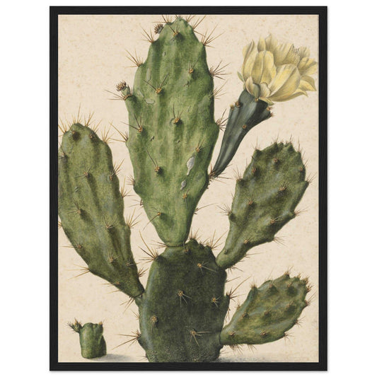 'Cactus Flower' Poster - Premium Matte Paper 18 x 24 inches (Black Wooden Framed)